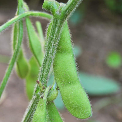 Edamame Soybean Seeds (Organic) – Vegetable Seeds