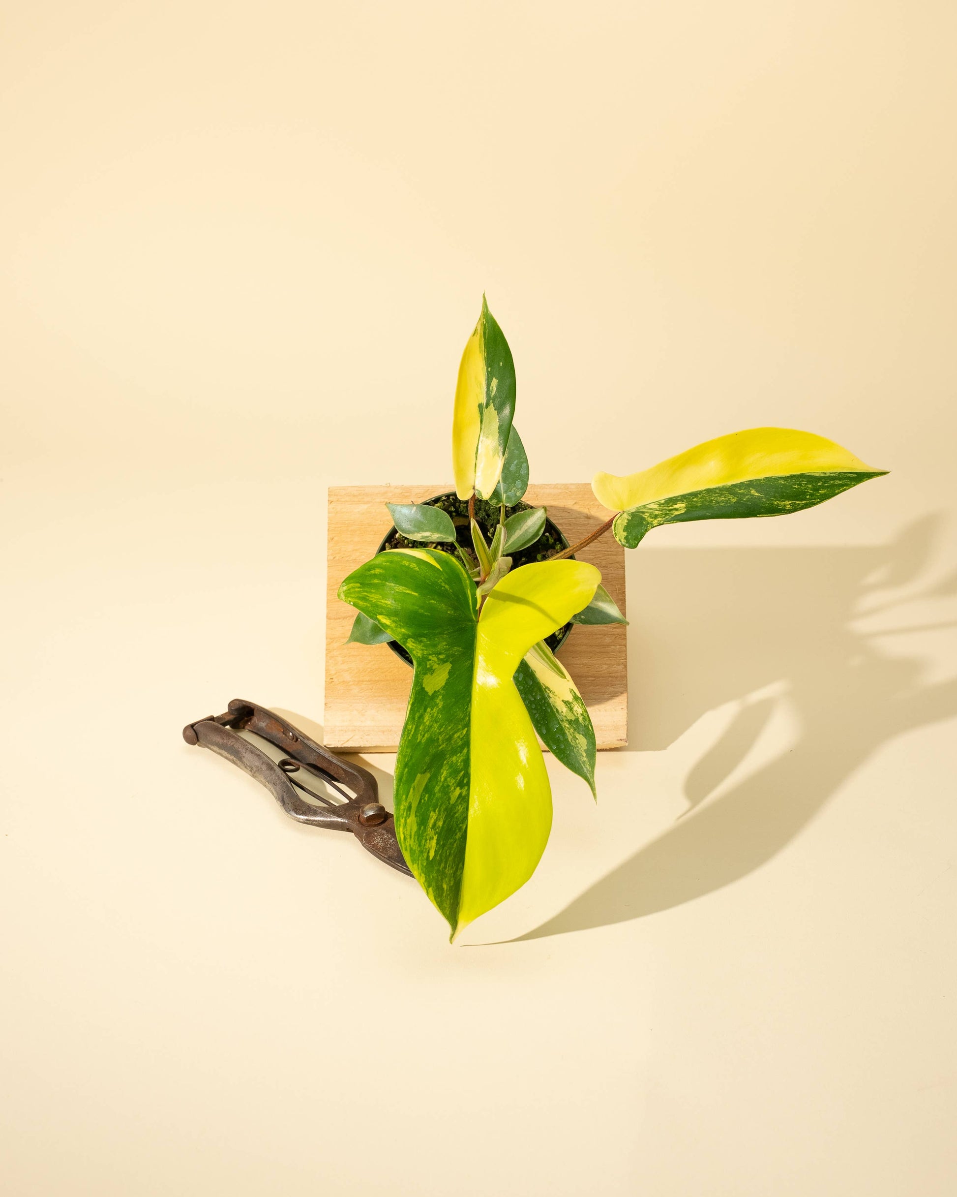 Philodendron Florida Beauty 'Sunrise' - 4" –