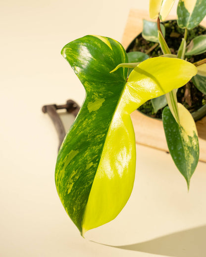 Philodendron Florida Beauty 'Sunrise' - 4" –