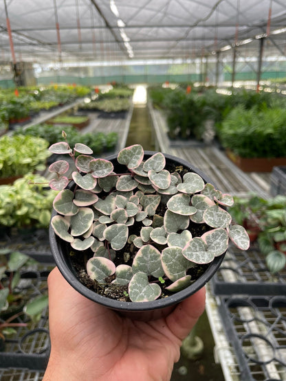 String of Hearts Variegated –