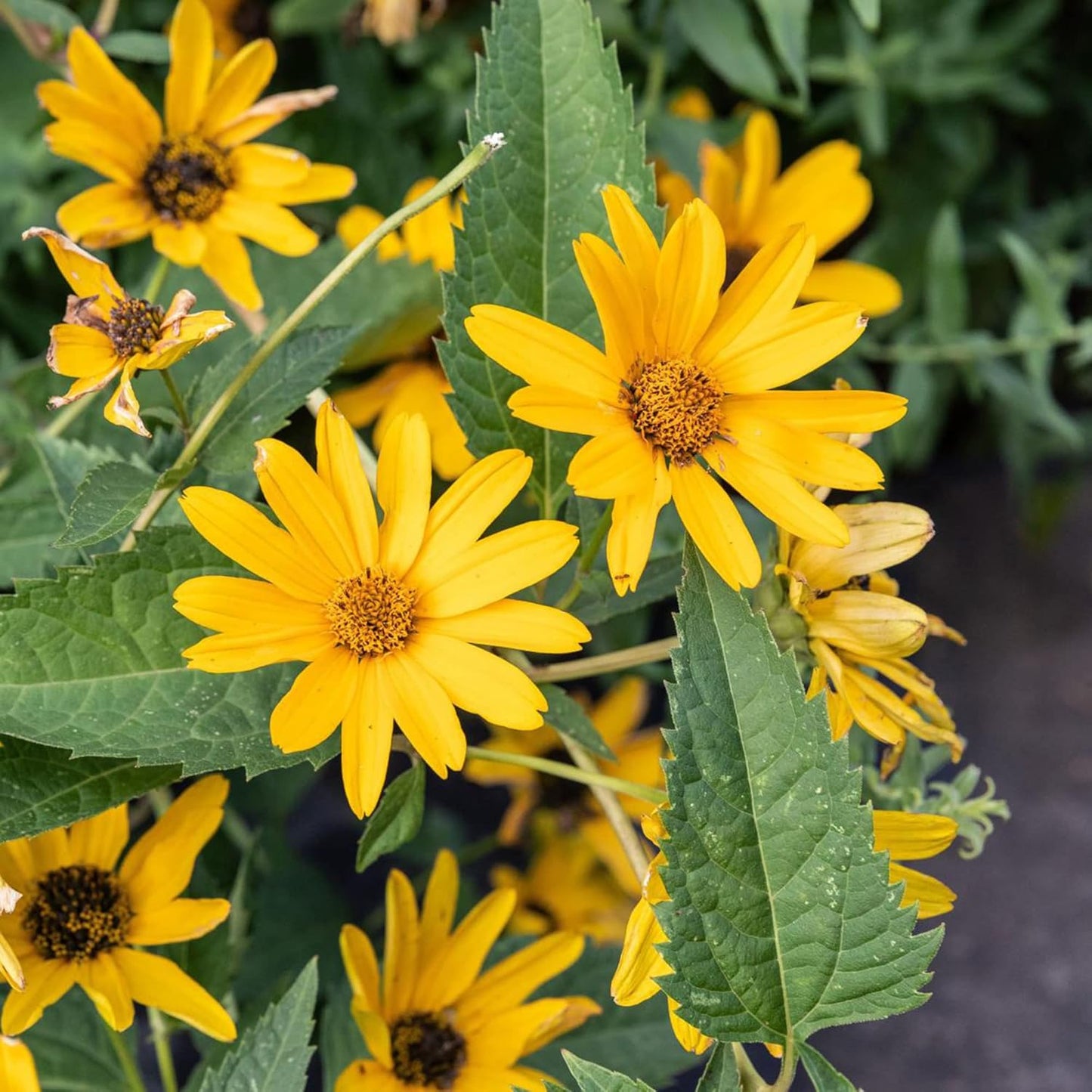 False Sunflower Seeds (Heliopsis Helianthoides) - Hardy Perennial, Heat & Drought Tolerant Blooms