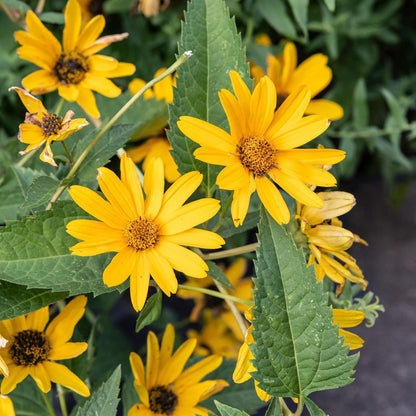 False Sunflower Seeds (Heliopsis Helianthoides) - Hardy Perennial, Heat & Drought Tolerant Blooms