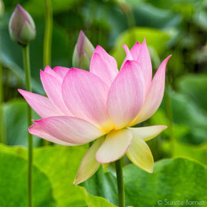 Lotus Flower Seeds – Stunning Resilient Blooms for Gardening