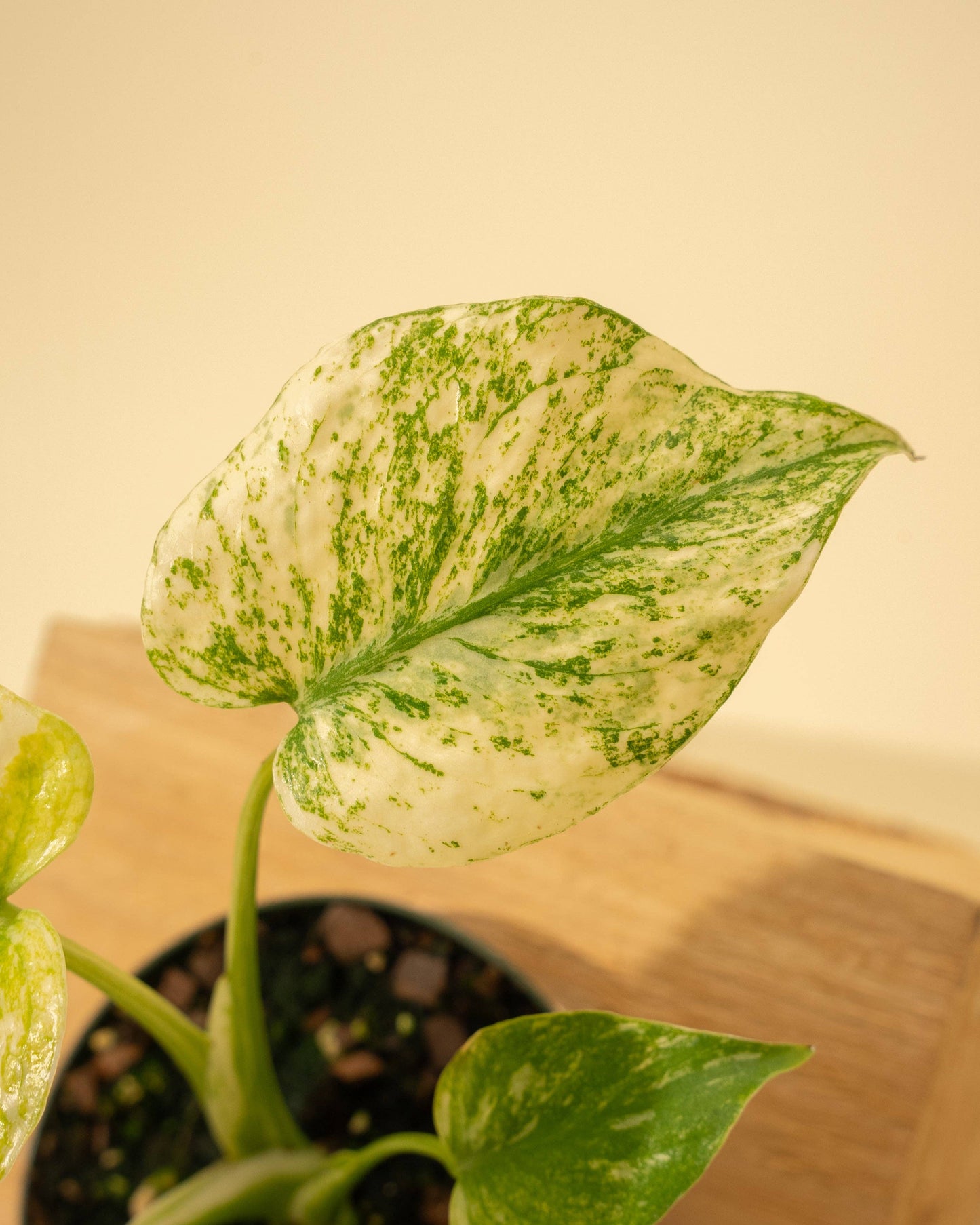 3.5" Monstera 'Mint' –