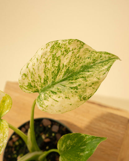 3.5" Monstera 'Mint' –