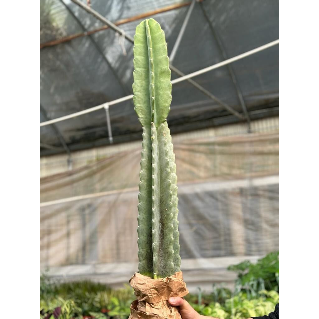 Cactus Cereus Peruvianus - 3 FT – 3FT Succulents and Cacti
