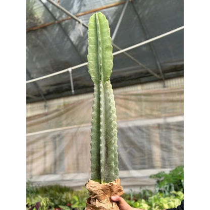 Cactus Cereus Peruvianus - 3 FT – 3FT Succulents and Cacti