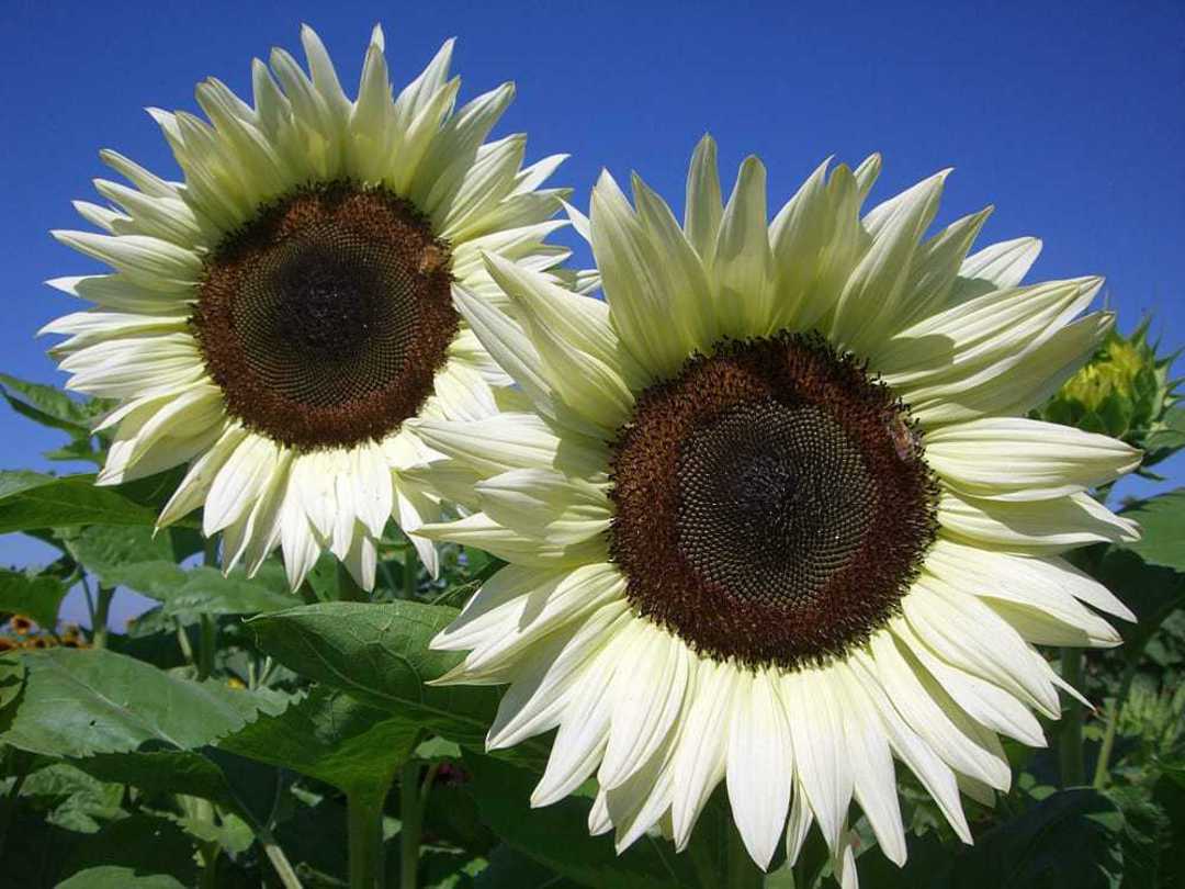 White Sunflower Seeds – Rare Elegant Blooms for Garden Planting
