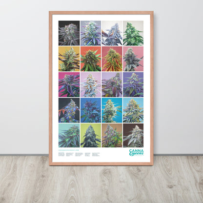 Framed Cannabis Strains Poster 24x36 - 20 Strains Art – Red Oak Posters, Prints, & Visual Artwork