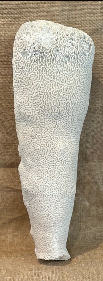 Extra Large Brain Coral Obelisk "The Whale"--23"x7"x6"