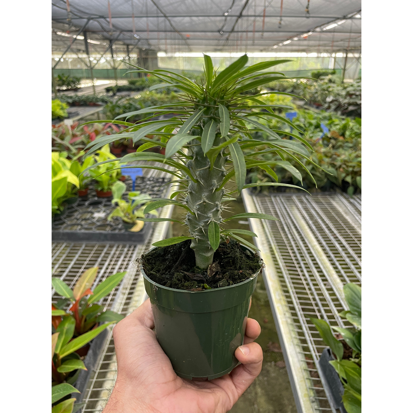 Pachypodium 'lamerei' (Madagascar Palm) – 4" Pot Indoor Plants