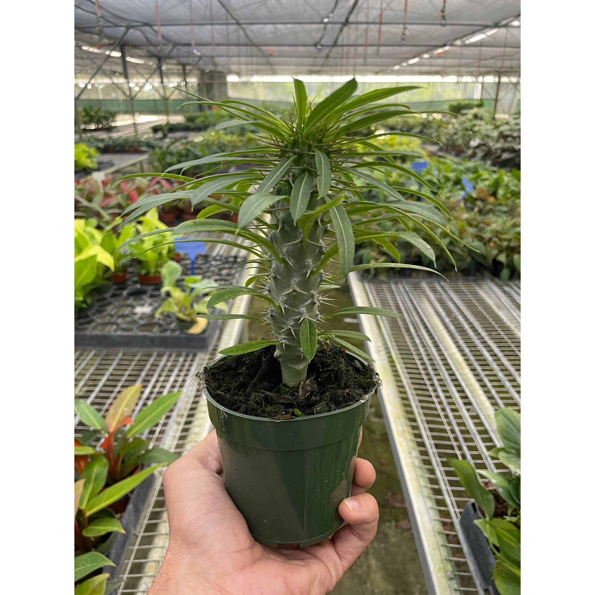 Pachypodium 'lamerei' (Madagascar Palm) – 4" Pot Indoor Plants