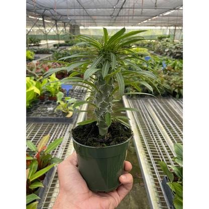 Pachypodium 'lamerei' (Madagascar Palm) – 4" Pot Indoor Plants