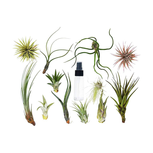 20 Bulk Air Plant Assortment w/ Spray Bottle / 12 Different Plants – Air Plants ($4 Ship/12oz)
