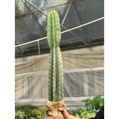 Cactus Cereus Peruvianus - 3 FT – Succulents and Cacti
