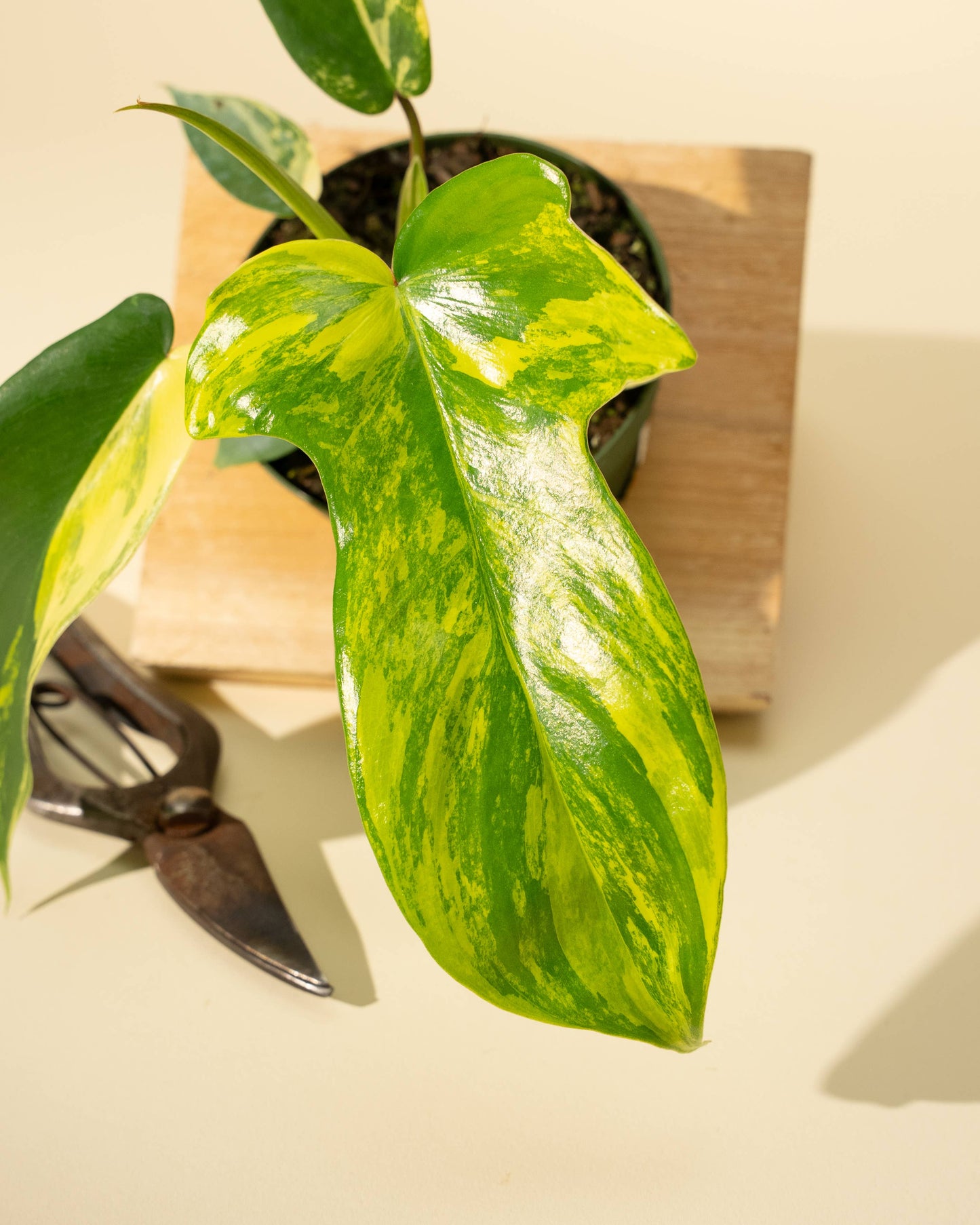 Philodendron Florida Beauty 'Sunrise' - 4" –