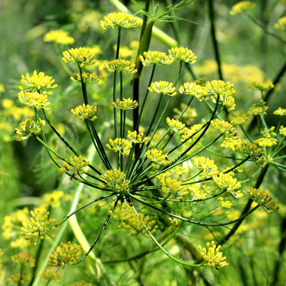 Fennel (sweet) Essential Oil – Essential_Oil