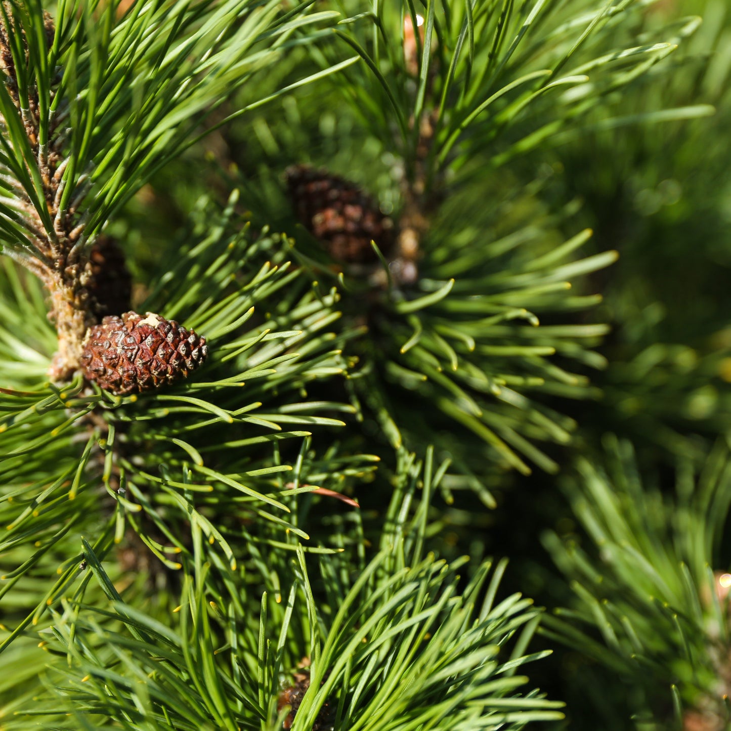 Fir Needle Essential Oil – Essential_Oil
