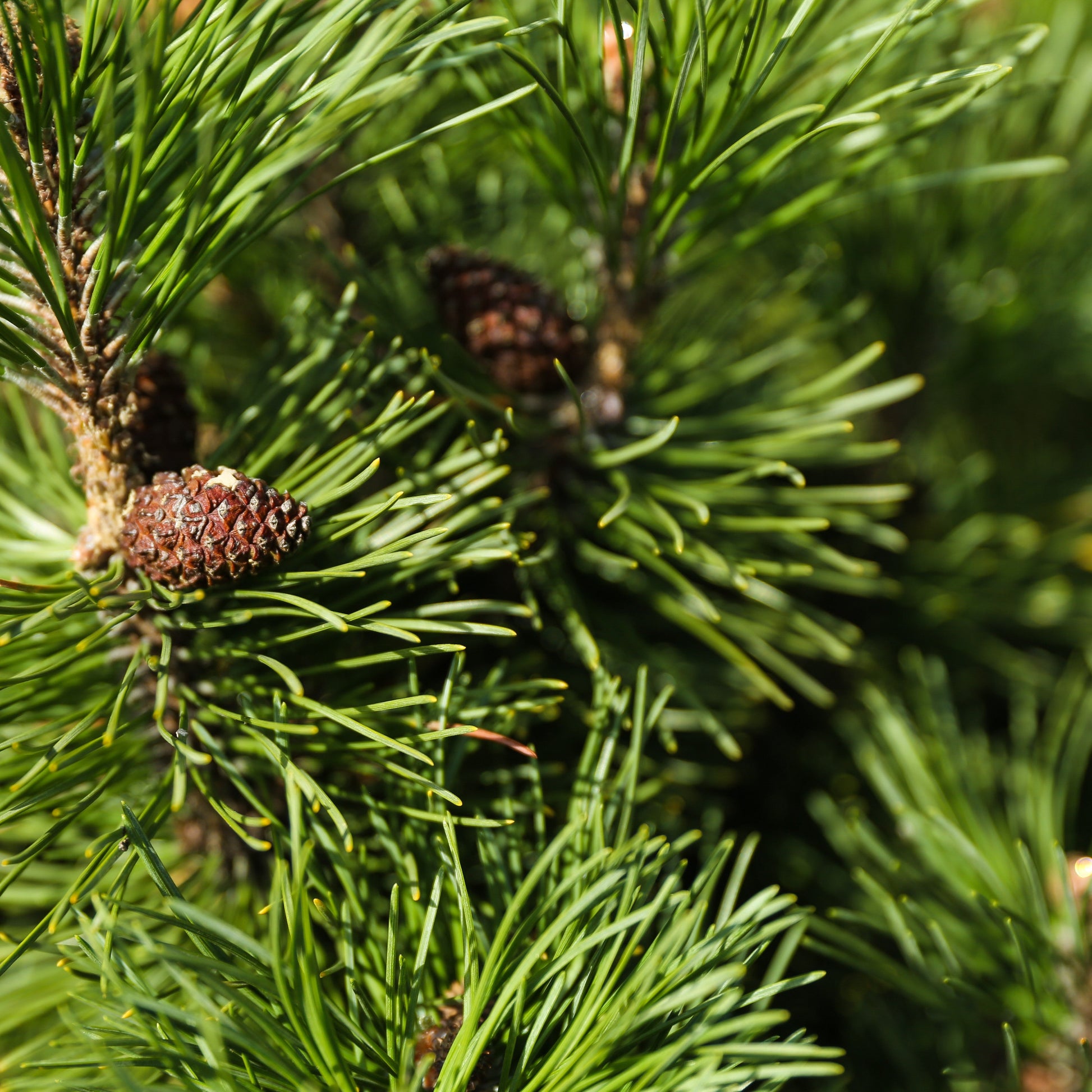 Fir Needle Essential Oil – Essential_Oil