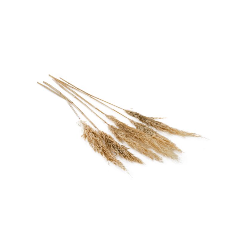 Fluffy Dried Pampas Grass – 6 Stems, 25.5” Tall Boho Home Décor