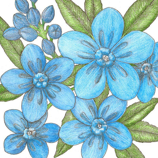 Forget-Me-Not, Chinese (1/4 lb) – Flower Seeds