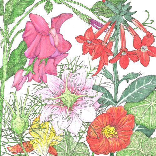 Fragrant Garden Wildflower Mix (1/4 lb) – Flower Seeds