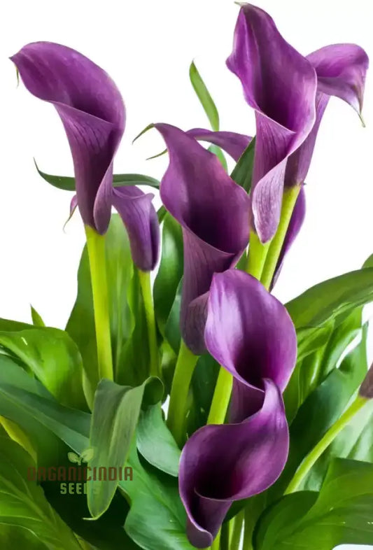 Gazania Rigens Flower Seeds - African Sunflower - 100 pcs