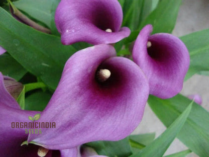 Gazania Rigens Flower Seeds - African Sunflower - 100 pcs