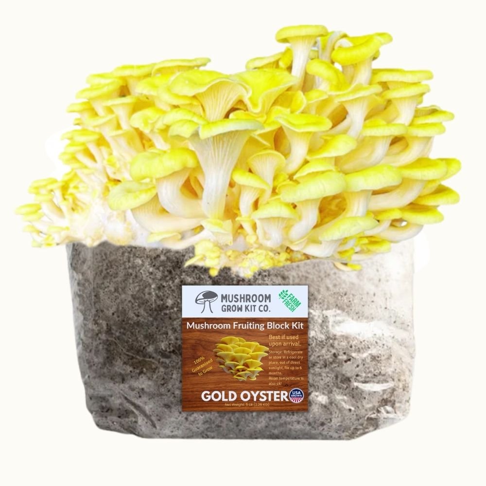 3 Pack - Gold, Pink, and Blue Oyster Mushroom Grow Kit Fruiting Block - 15 LBS – Oyster Mushrooms