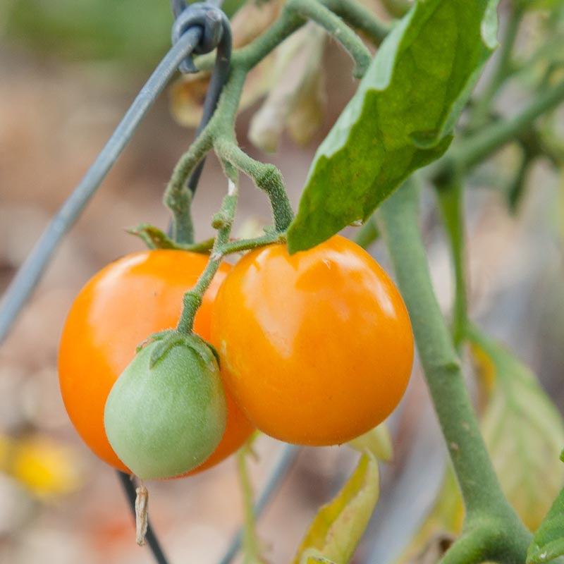 Tomato, Gold Nugget, Seeds (Organic)