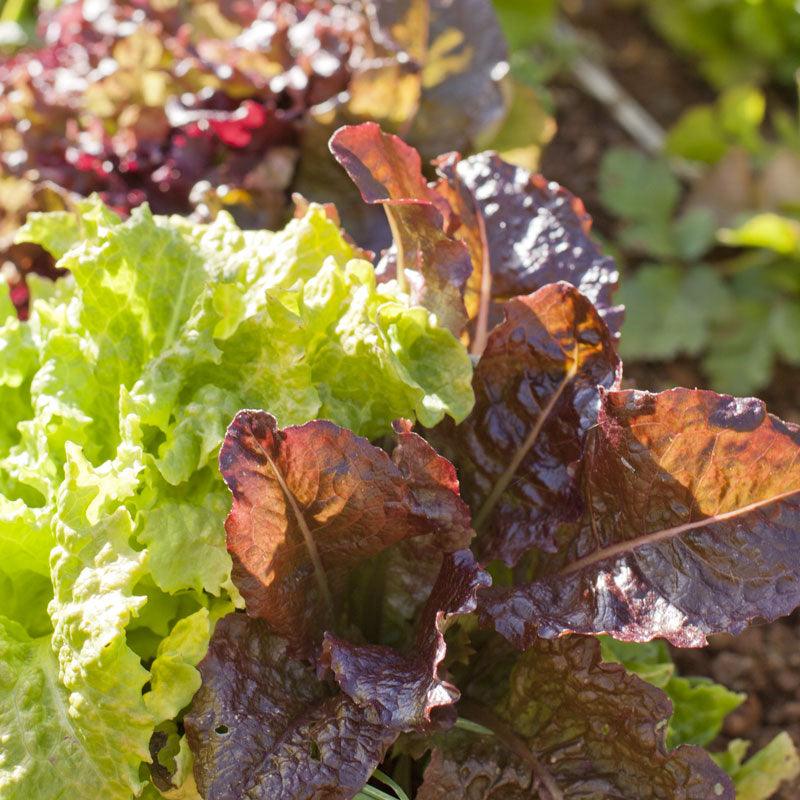 Lettuce Seeds, Gourmet Mix (Organic) – Vegetable Seeds