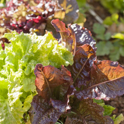 Lettuce Seeds, Gourmet Mix (Organic) – Vegetable Seeds