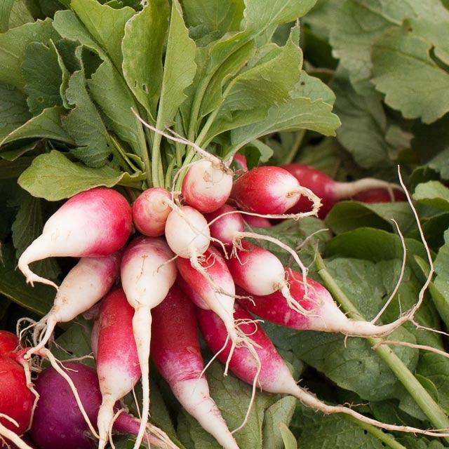Radish, French Breakfast, Seeds (Organic) – Vegetable Seeds