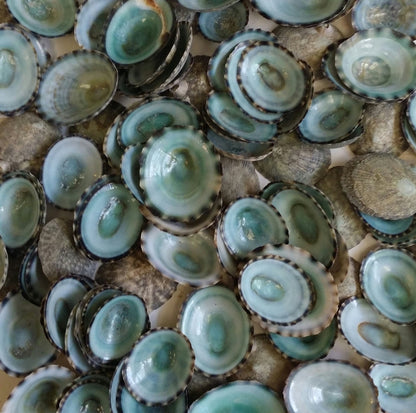 Green Blue Limpet Shells – Small Coastal Display Shells in Bulk