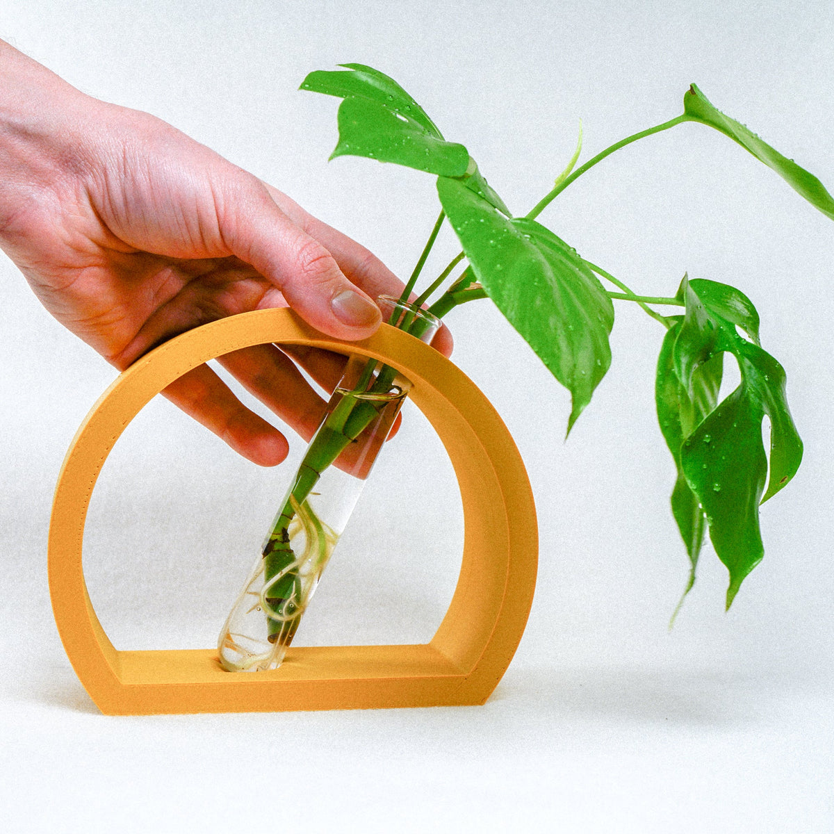 Half-Moon Plant Propagation Station with Glass Tube
