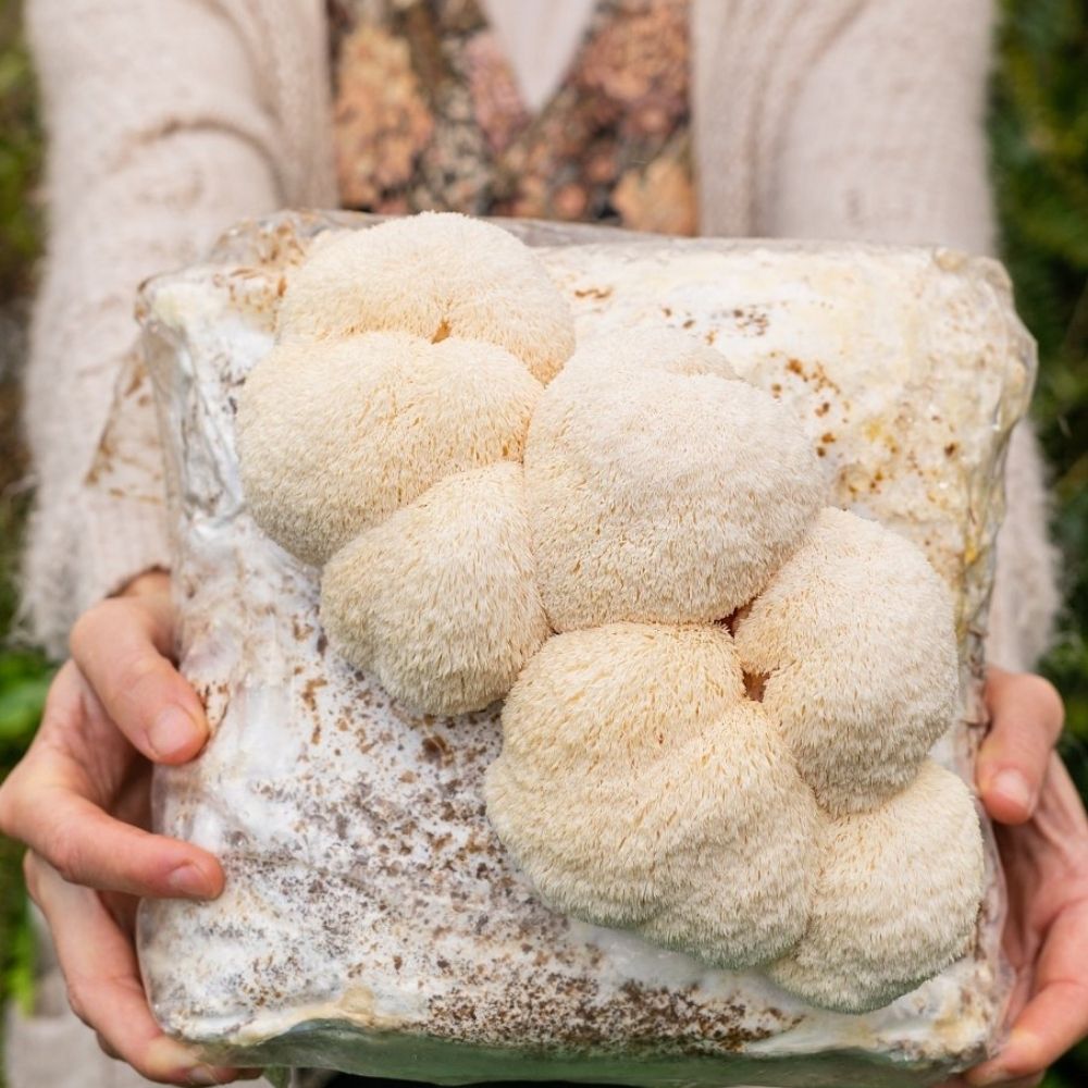 4 Pack - Lion's Mane, Gold, Pink, and Blue Oyster Mushroom Grow Kit Fruiting Blocks – Oyster Mushrooms