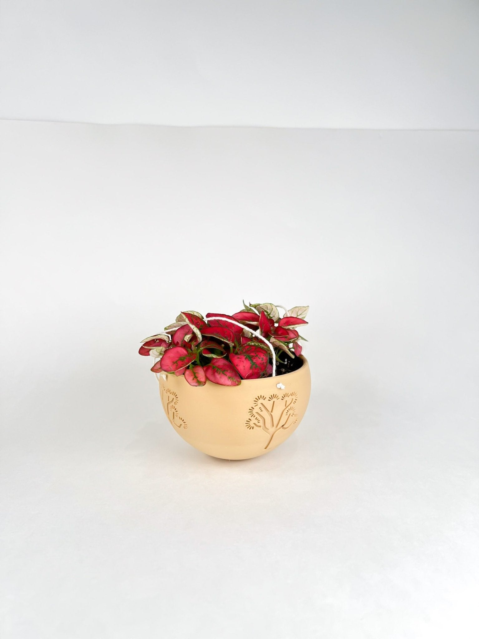 Hanging Joshua Tree Planter – Pots & Planters