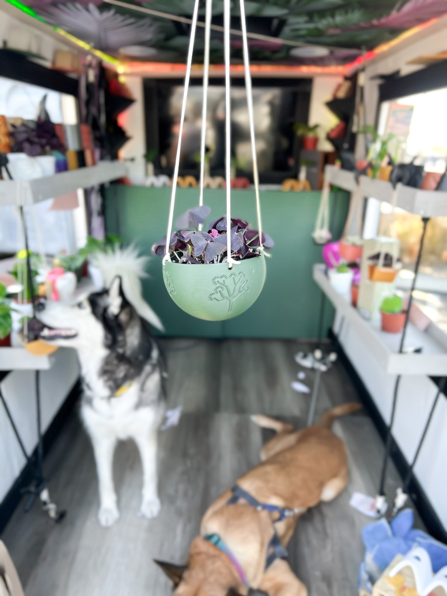 Hanging Joshua Tree Planter – Pots & Planters