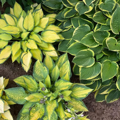 Mixed Hosta Perennials, Hardy Bare Root Shade Plants for Lush Gardens