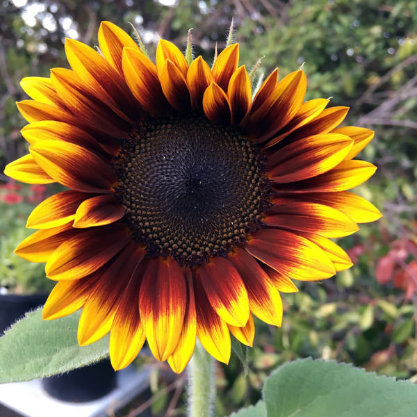 Mahogany Sunflower Seeds – Rich, Velvety Blooms for Gardens & Bouquets