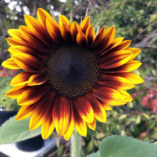 Mahogany Sunflower Seeds – Rich, Velvety Blooms for Gardens & Bouquets