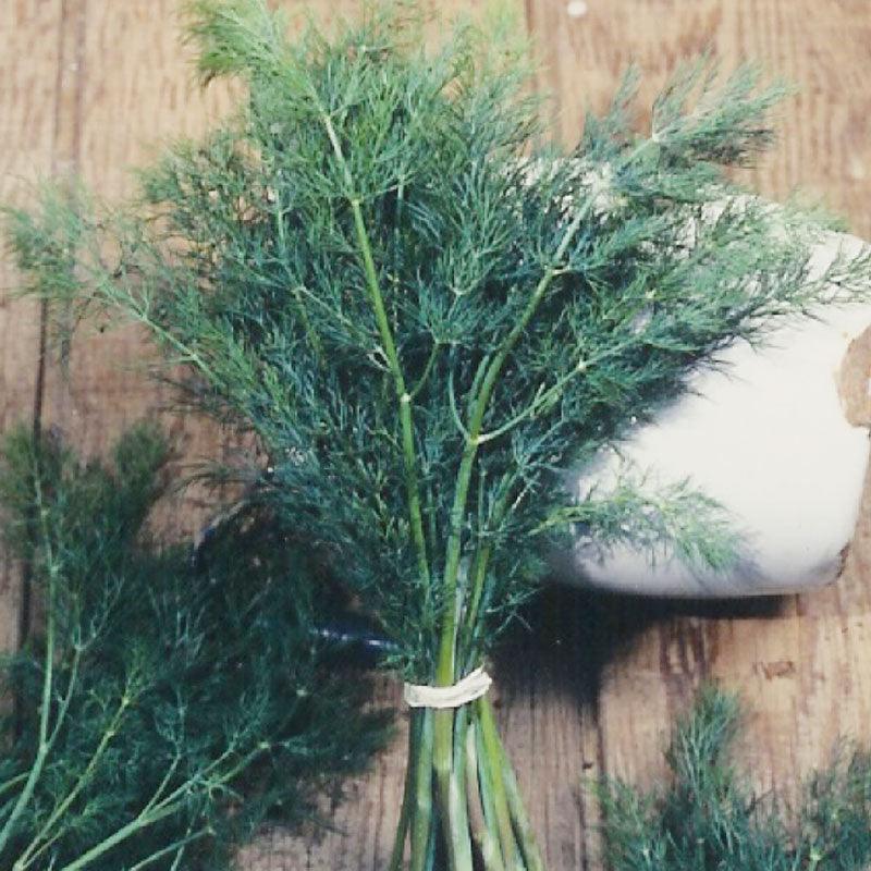 Dill Seeds (Organic) Mammoth – Vegetable Seeds