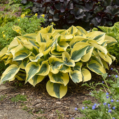 Autumn Frost Hosta Plant And Fragrant Plantain Lily Seeds, Drought-Tolerant And Low-Maintenance Landscaping Plant