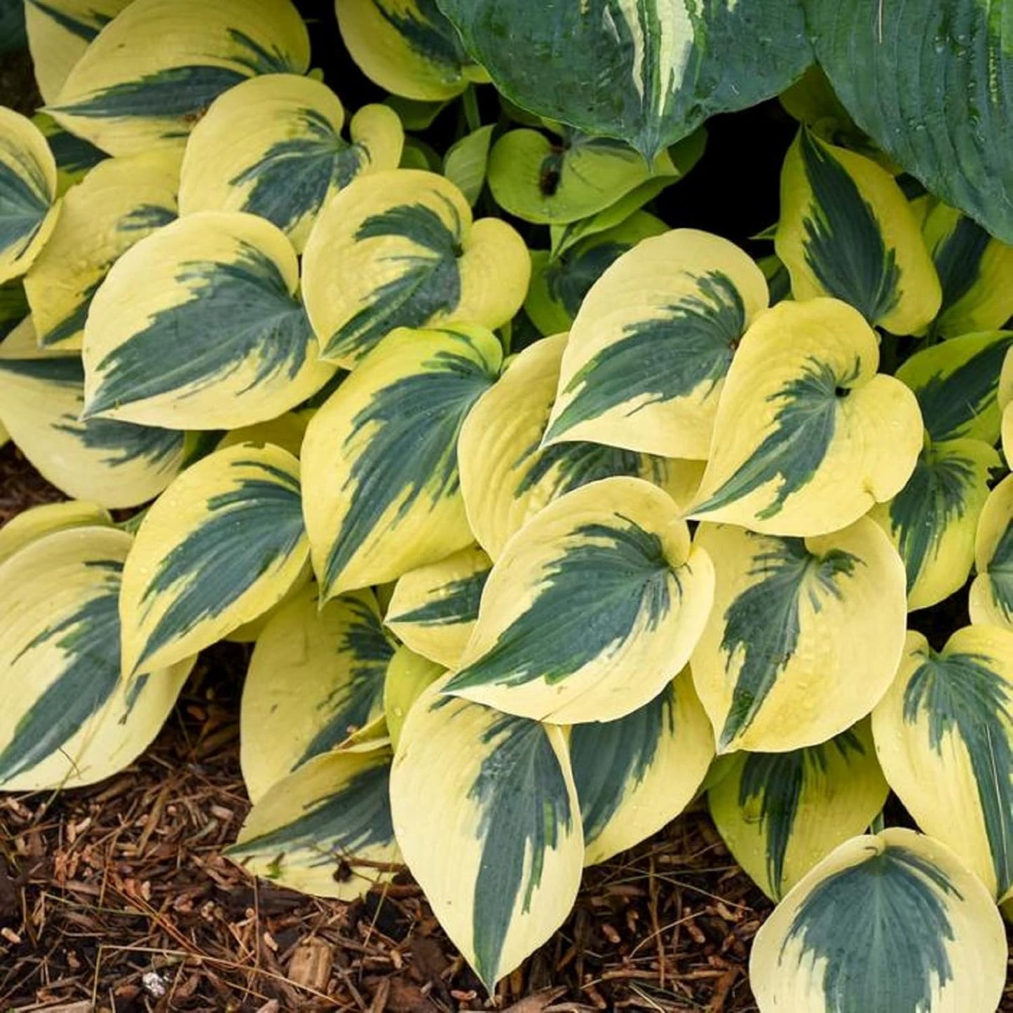 Autumn Frost Hosta Plant And Fragrant Plantain Lily Seeds, Drought-Tolerant And Low-Maintenance Landscaping Plant