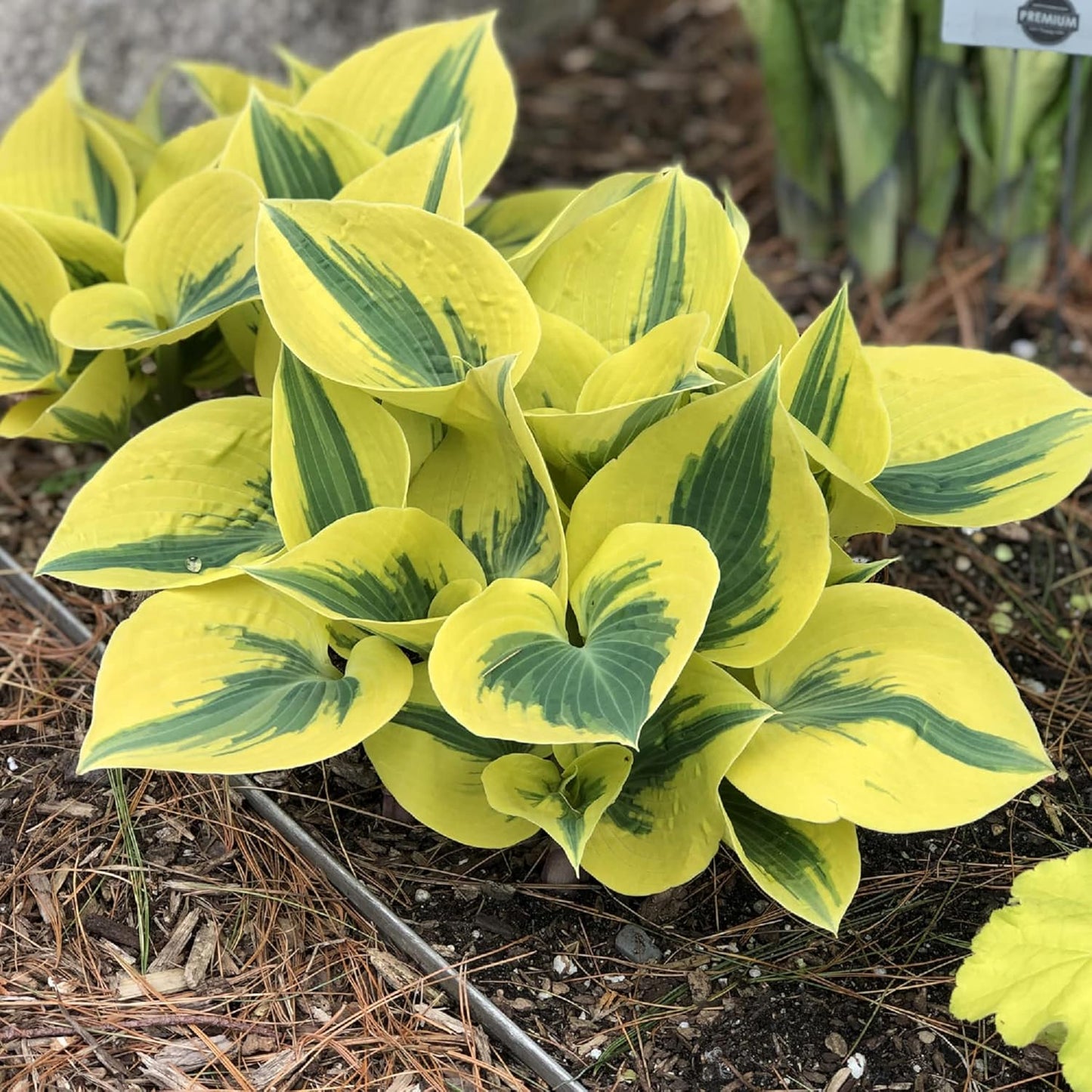 Autumn Frost Hosta Plant And Fragrant Plantain Lily Seeds, Drought-Tolerant And Low-Maintenance Landscaping Plant