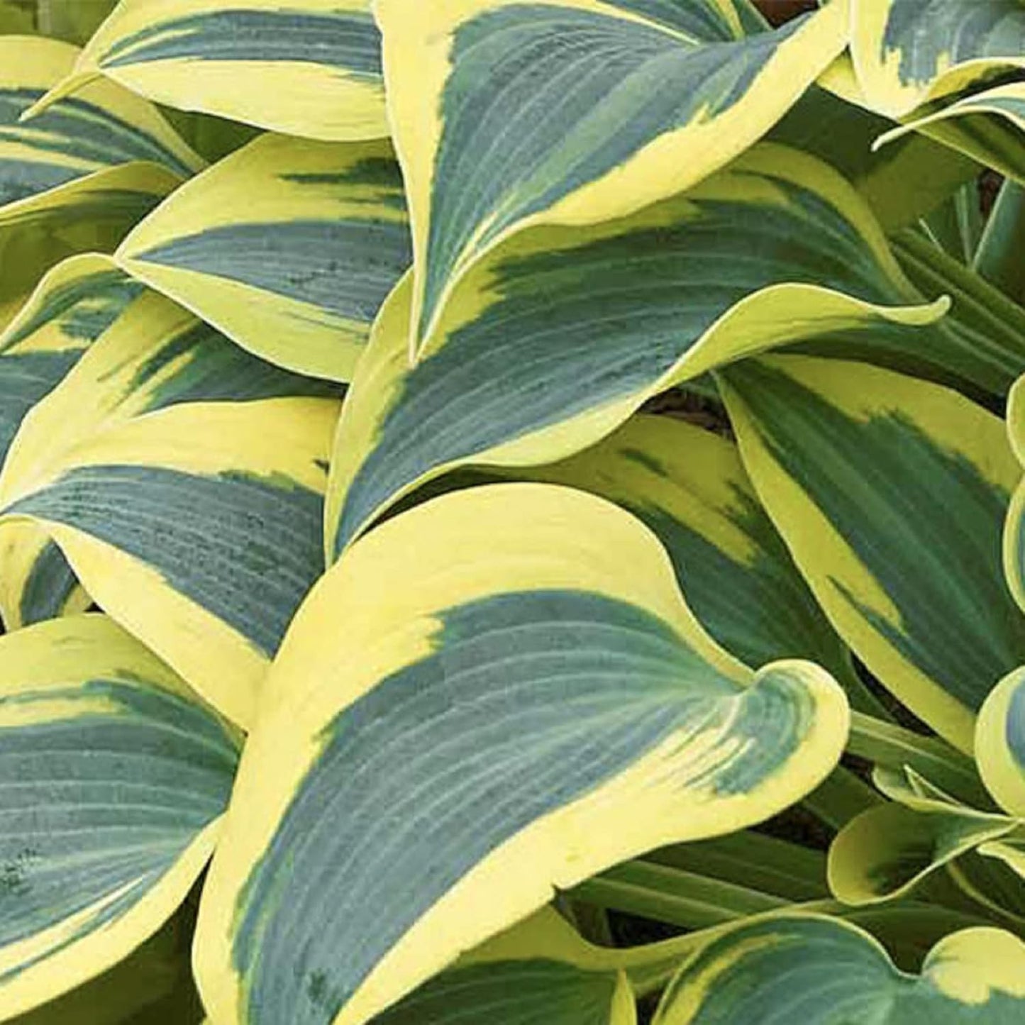 Autumn Frost Hosta Plant And Fragrant Plantain Lily Seeds, Drought-Tolerant And Low-Maintenance Landscaping Plant