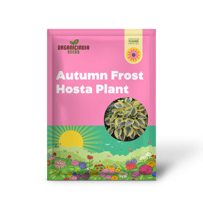 Autumn Frost Hosta Plant And Fragrant Plantain Lily Seeds, Drought-Tolerant And Low-Maintenance Landscaping Plant