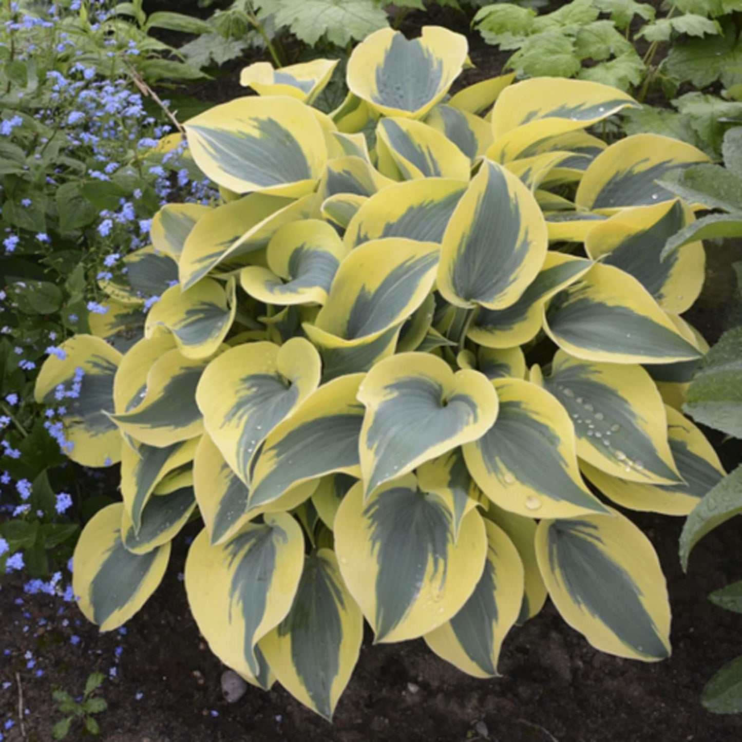 Autumn Frost Hosta Plant And Fragrant Plantain Lily Seeds, Drought-Tolerant And Low-Maintenance Landscaping Plant
