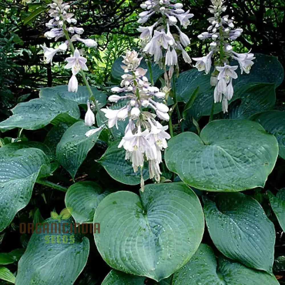 Hosta Elegans Gray-Blue, Twisted White Flowers for Planting