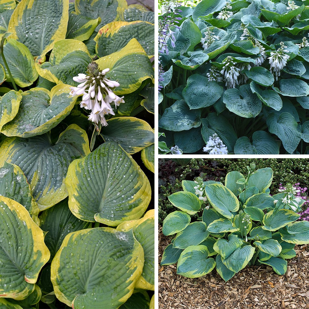 Hosta Lily flower Seeds for Planting Elevate Your Gardening Experience with Stunning, Long lasting Blooms